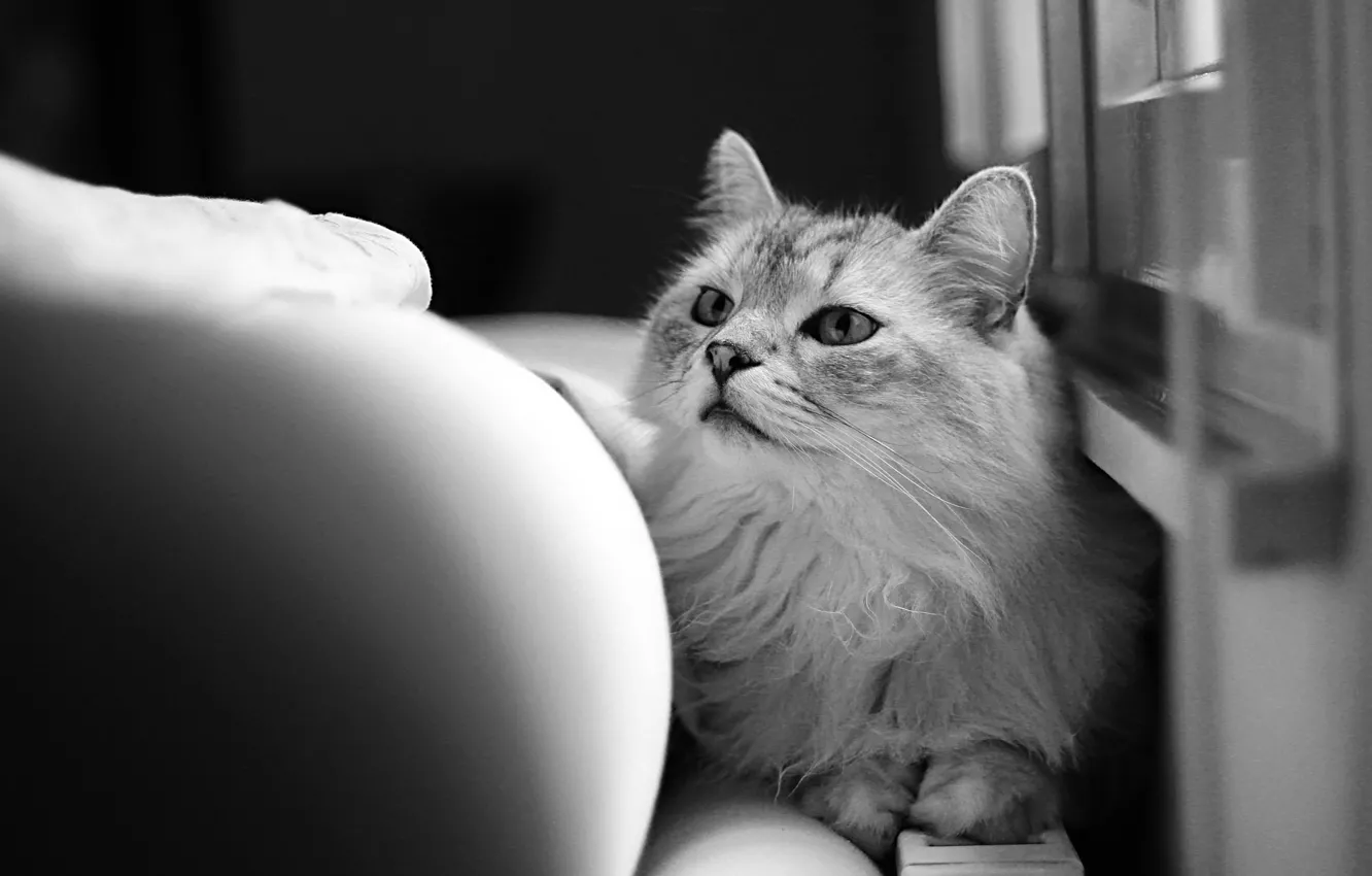 Фото обои кошка, кот, шерсть, черно-белое, смотрит