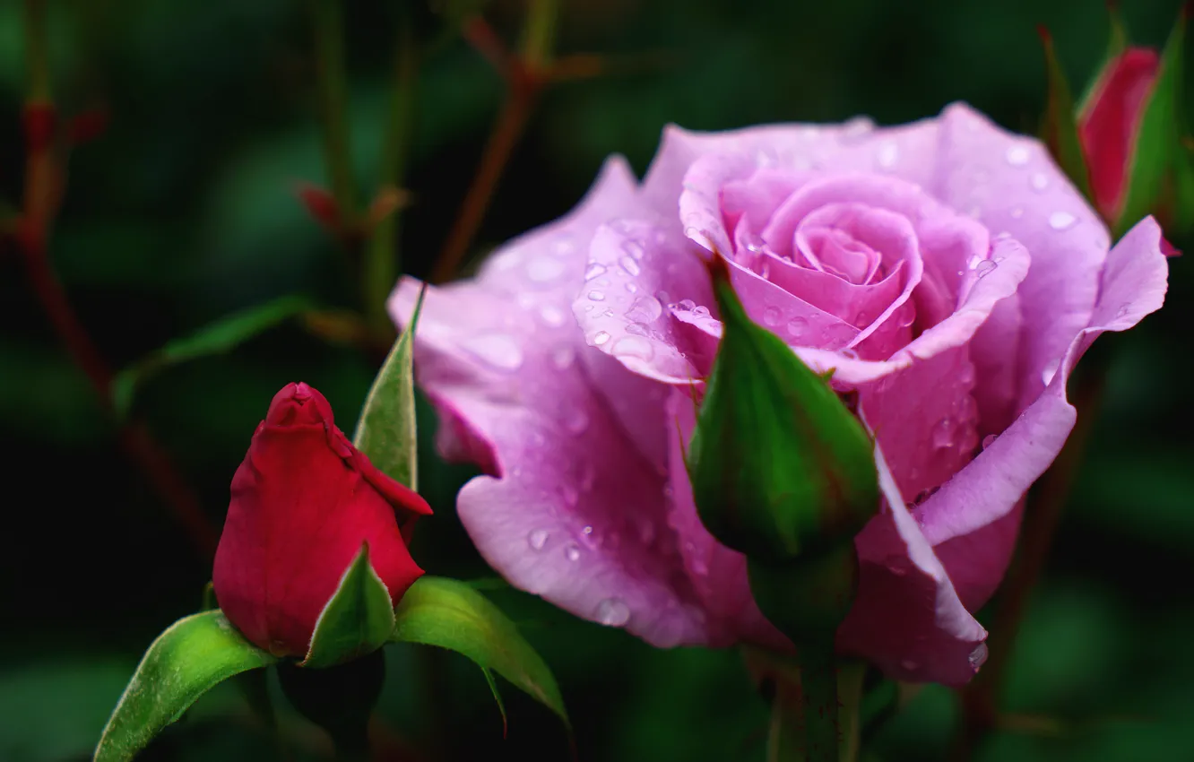 Фото обои цветок, капли, макро, цветы, темный фон, розовая, роза, розы