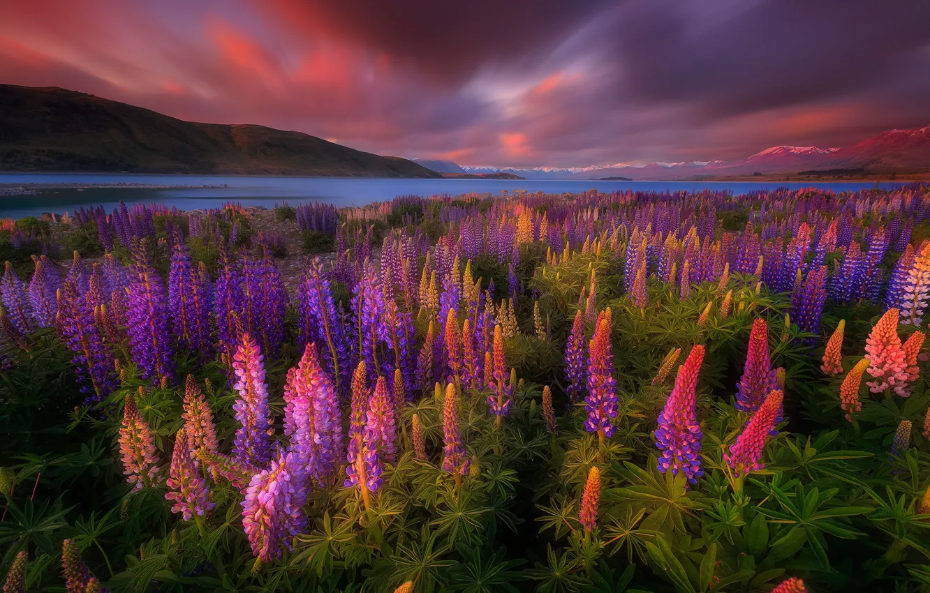 Фото обои цветы, озеро, весна, Новая Зеландия, люпины, Тикапо