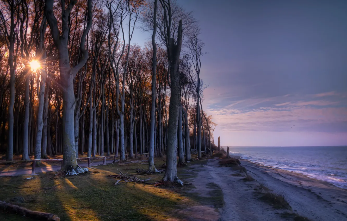 Фото обои деревья, берег, утро
