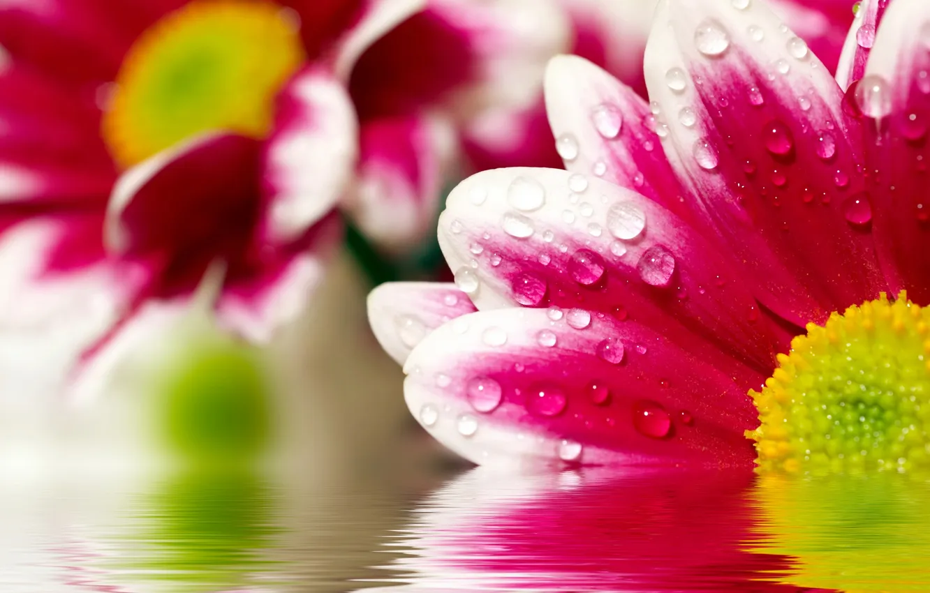 Фото обои вода, цветы, хризантемы