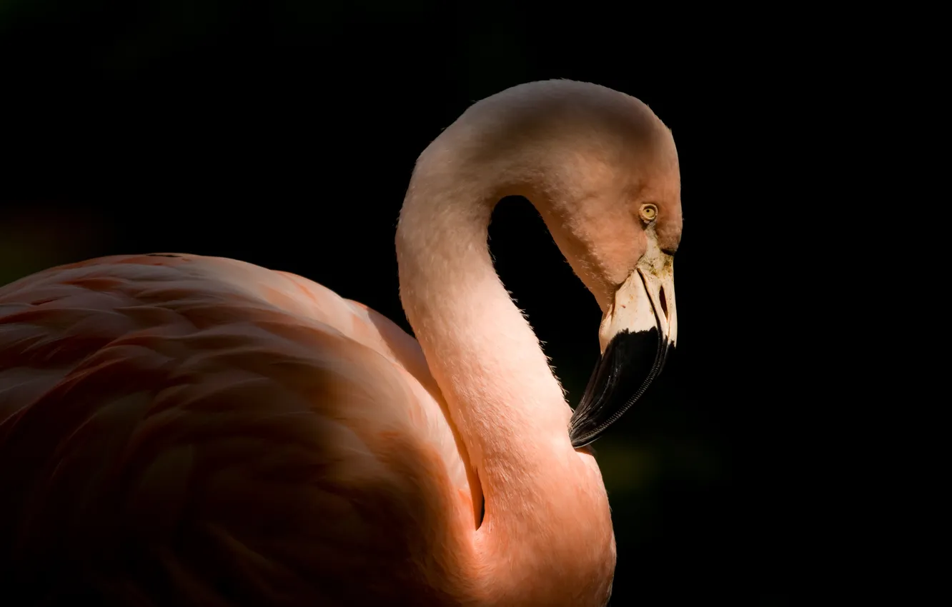 Фото обои птица, профиль, фламинго