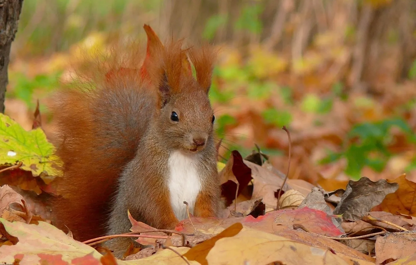 Фото обои осень, листья, белка, squirrel