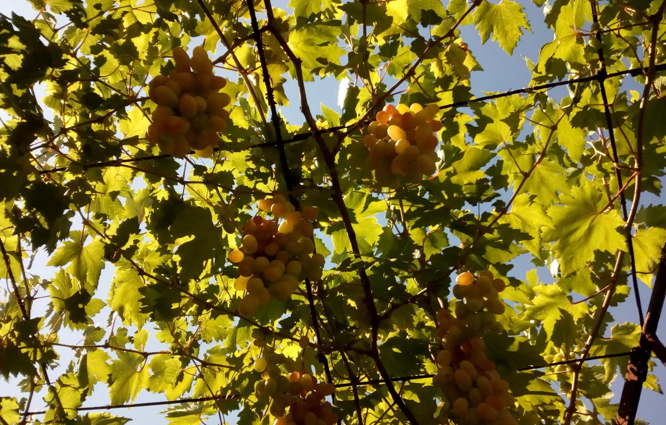 Фото обои summer, grapes, ripen
