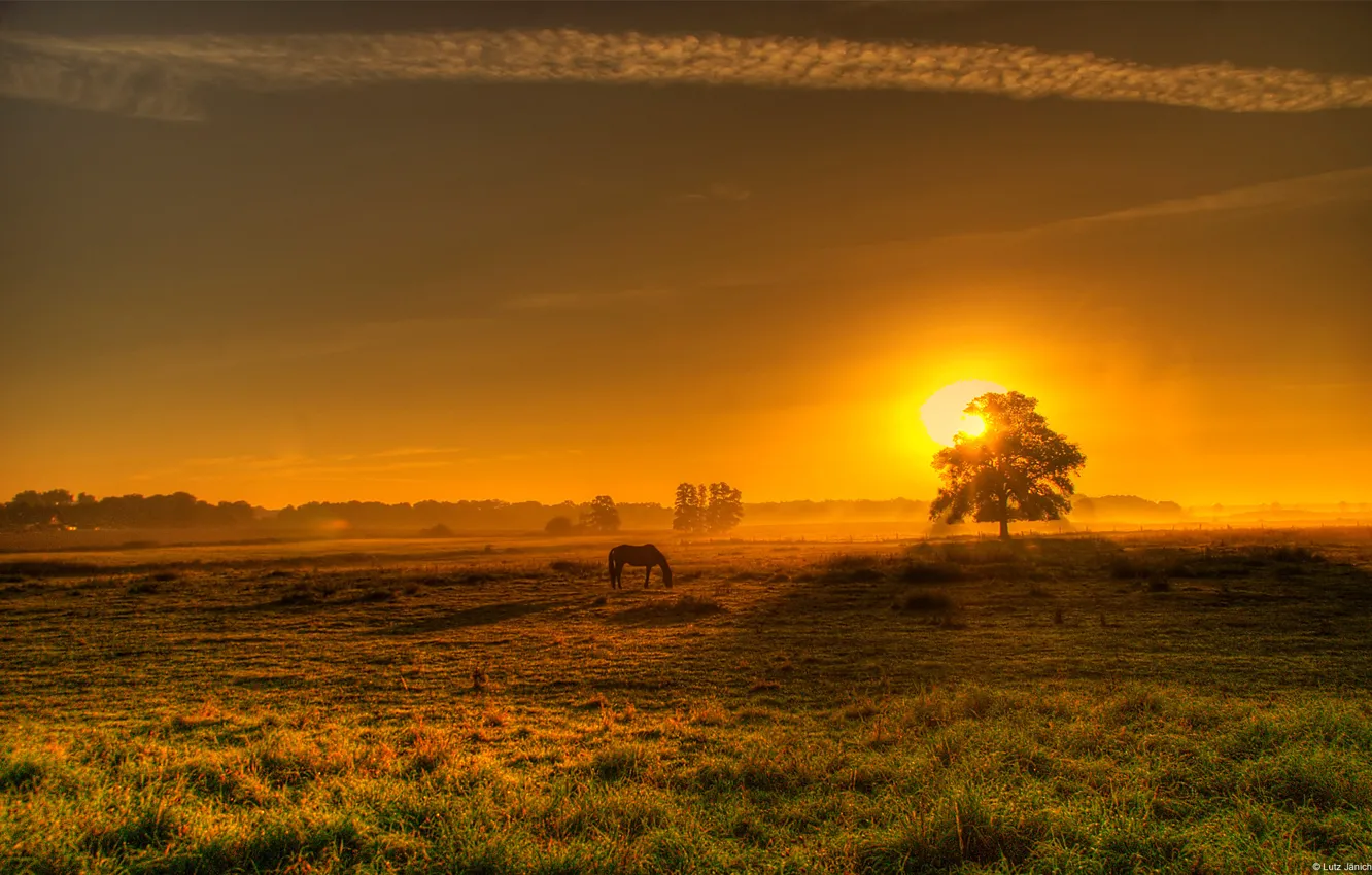 Фото обои поле, закат, конь