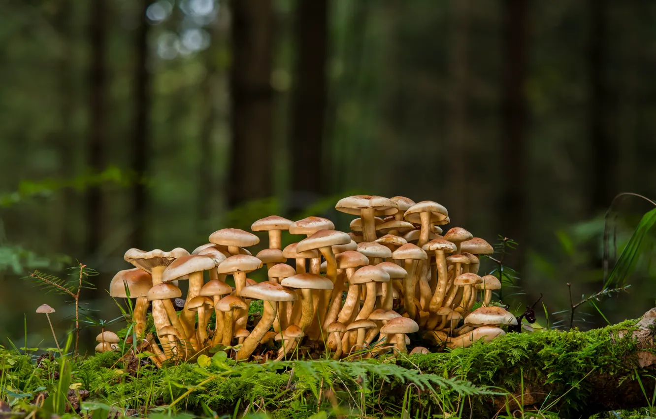 Фото обои лес, грибы, мох