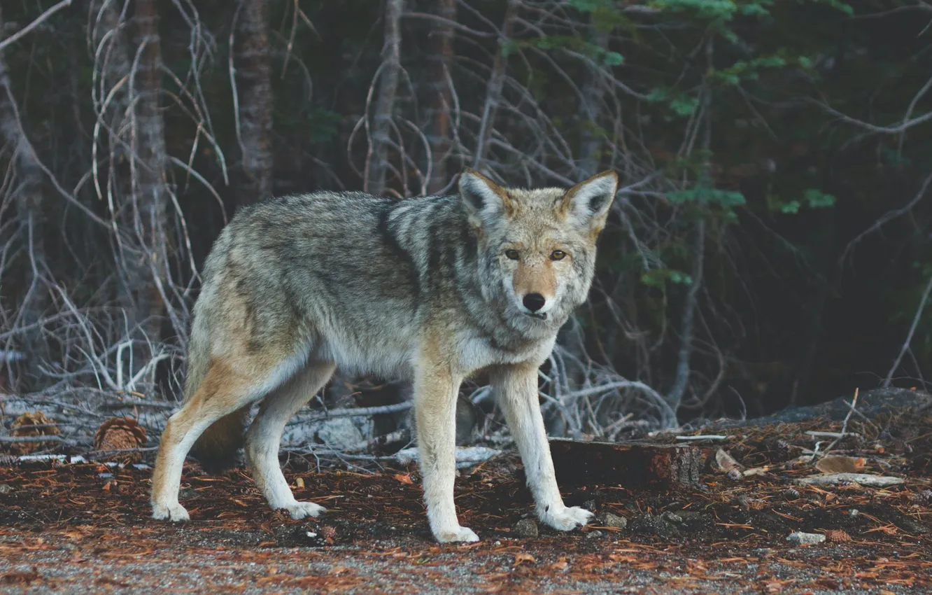 Фото обои fantasy, nature, art, snow, predator, face, animal, wolf