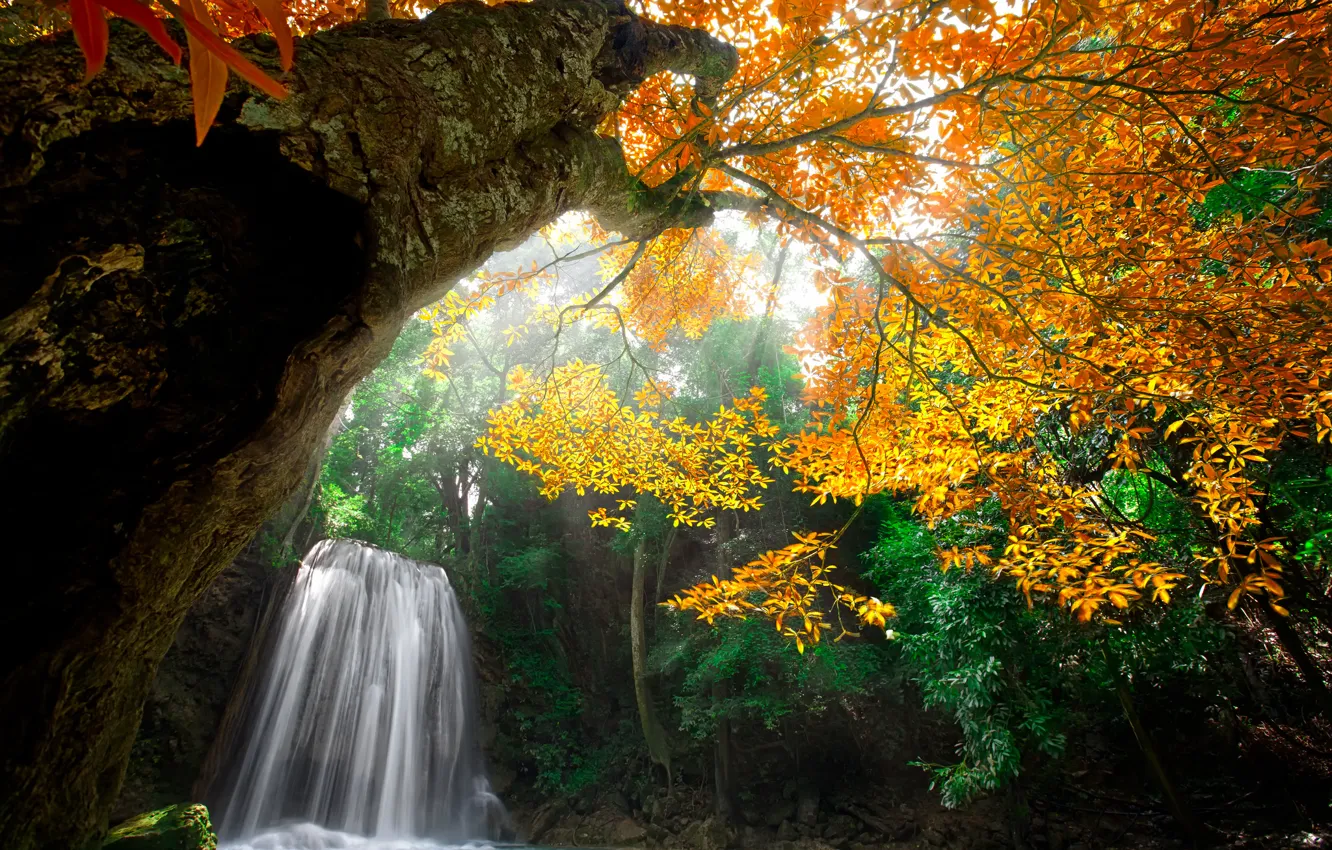 Фото обои осень, лес, листья, деревья, природа, парк, водопад, colors