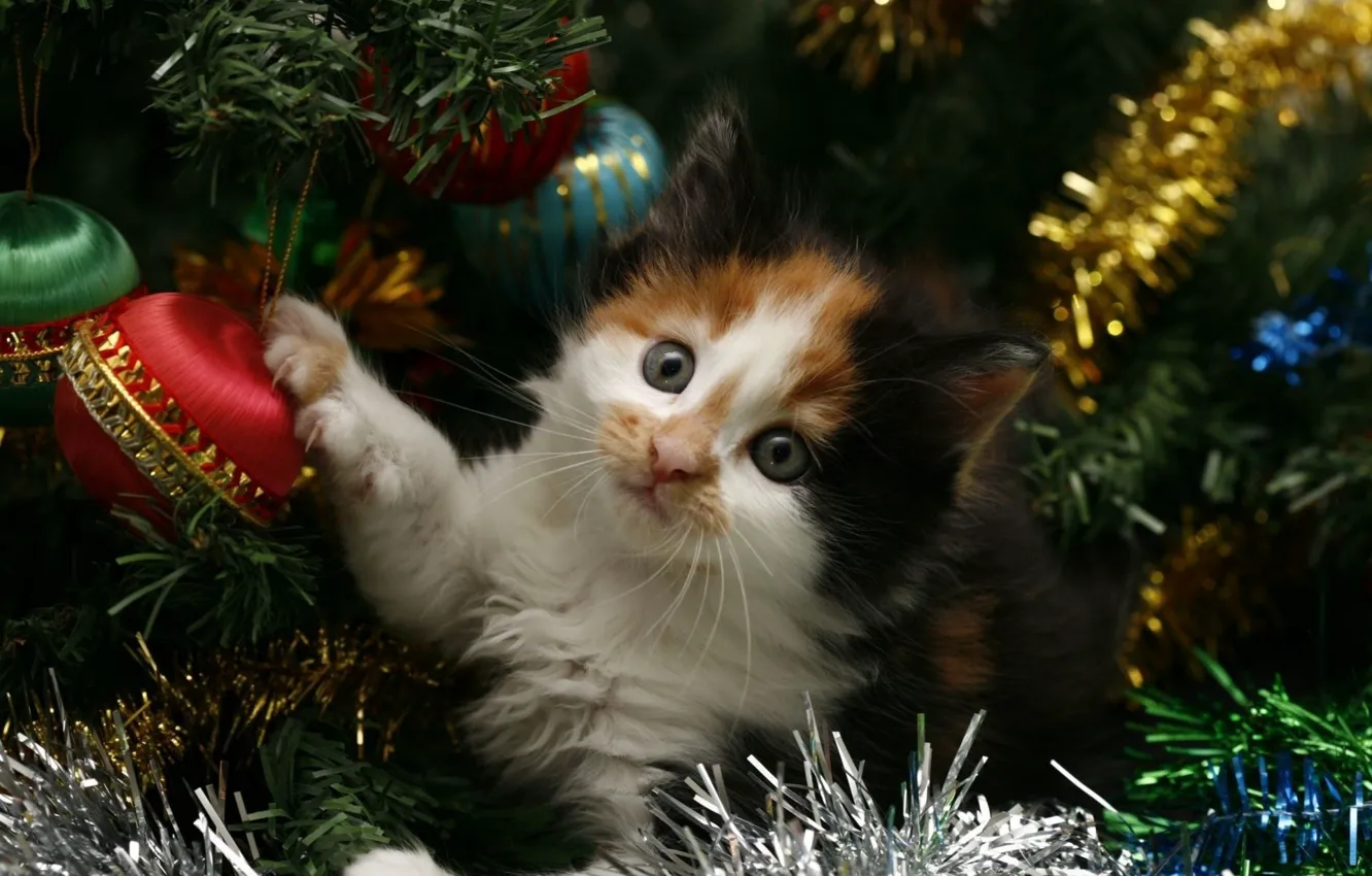 Фото обои кошка, кот, котенок, праздник, елка, новый год, new year, мишура