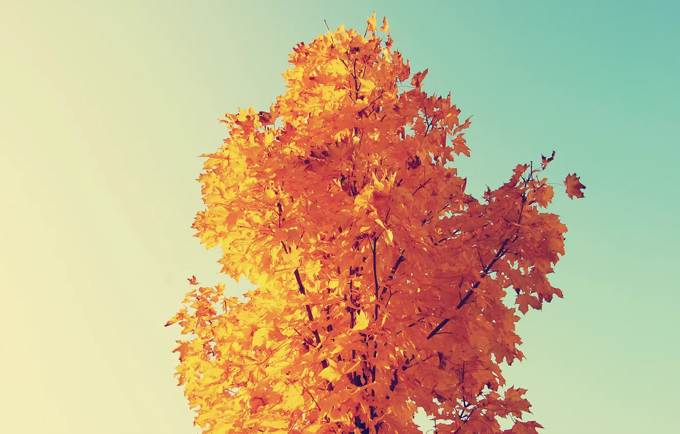 Фото обои осень, жёлтый, клён
