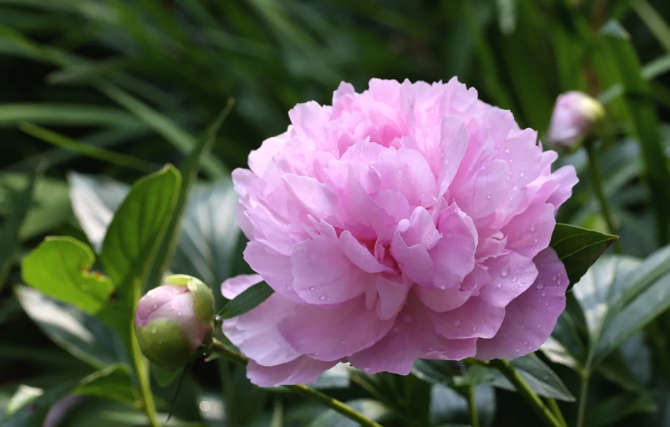 Фото обои цветок, розовый, бутон, пион