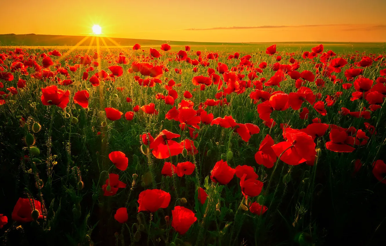 Фото обои поле, восход, рассвет, маки, утро, Румыния