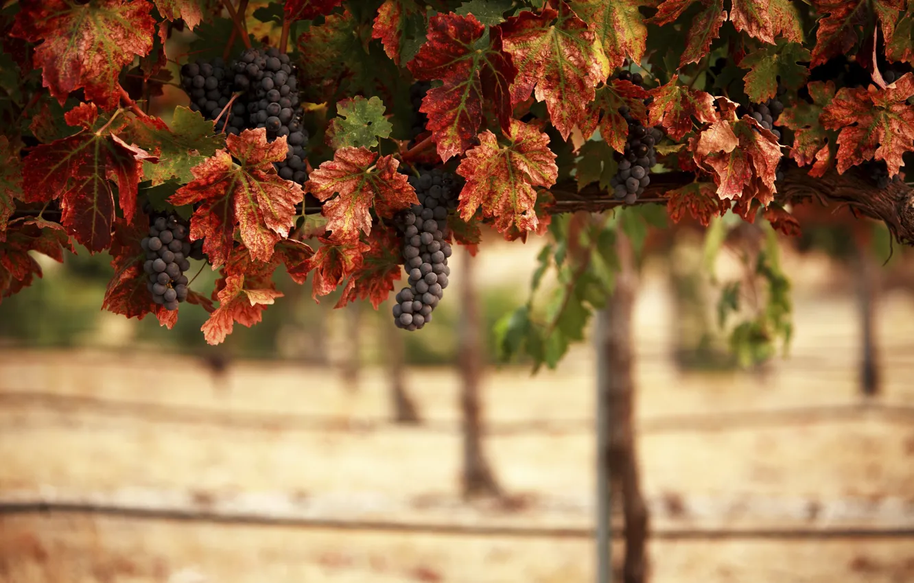 Фото обои листья, пейзаж, природа, виноградник, гроздья, blur