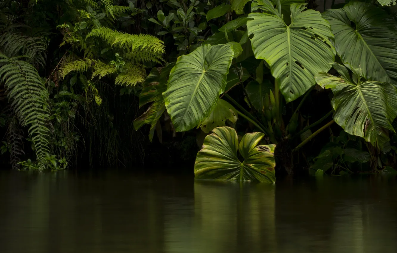 Фото обои листья, вода, зеленый, джунгли