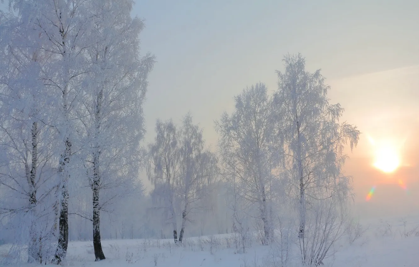 Фото обои зима, снег, утро, берёзы
