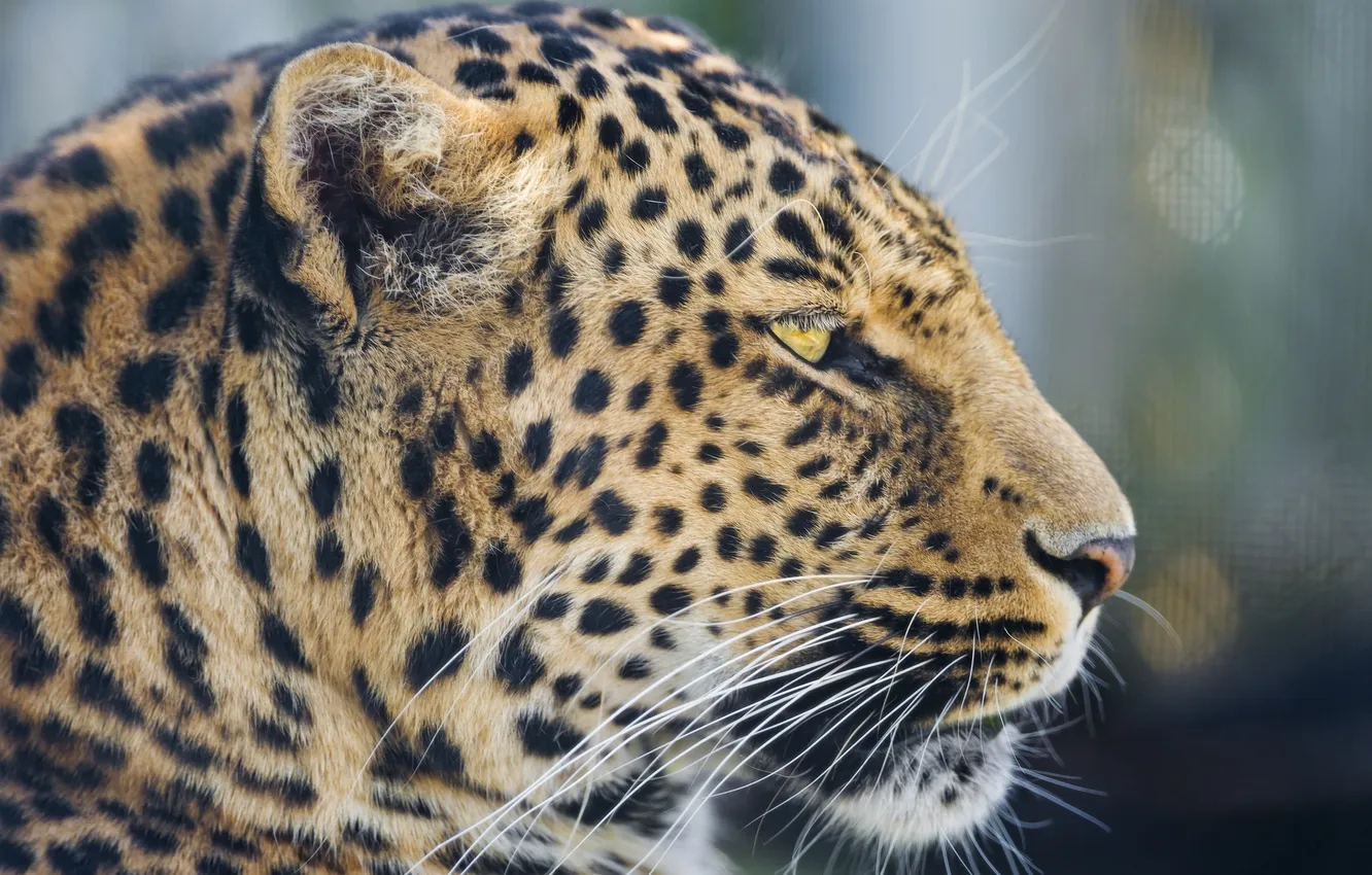 Фото обои морда, леопард, профиль, дикая кошка
