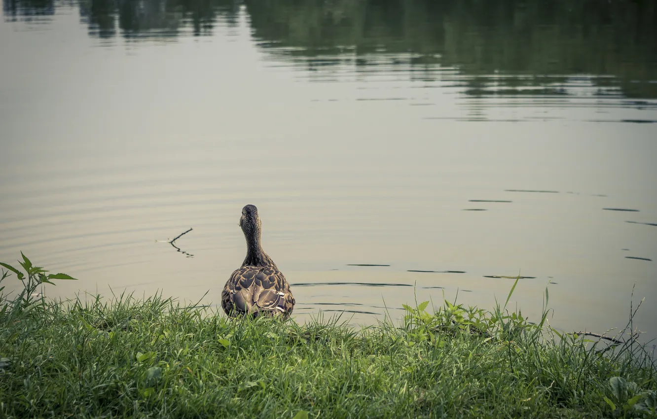 Фото обои трава, вода, озеро, пруд, птица, перья, утка