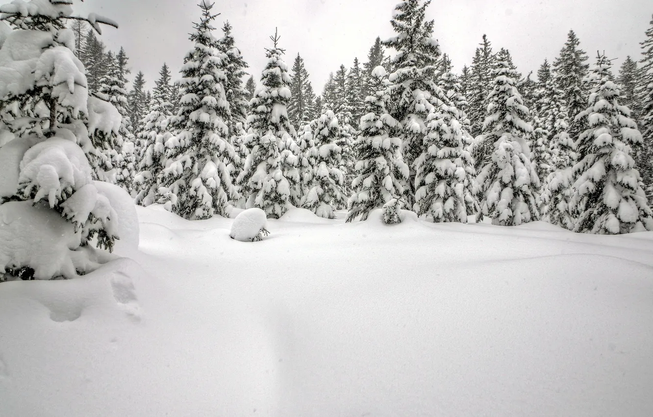 Фото обои зима, лес, снег, ель, сугробы