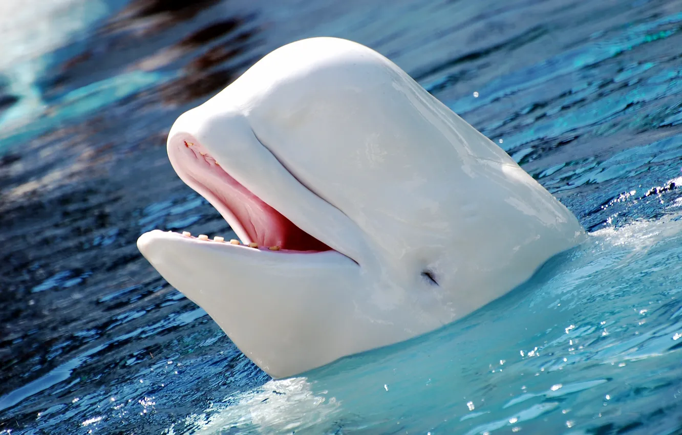 Фото обои white, animal, Beluga, Best-Wallpaper