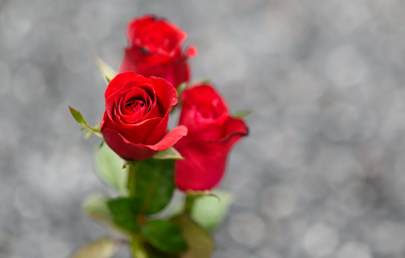 Фото обои фон, розы, красные, боке