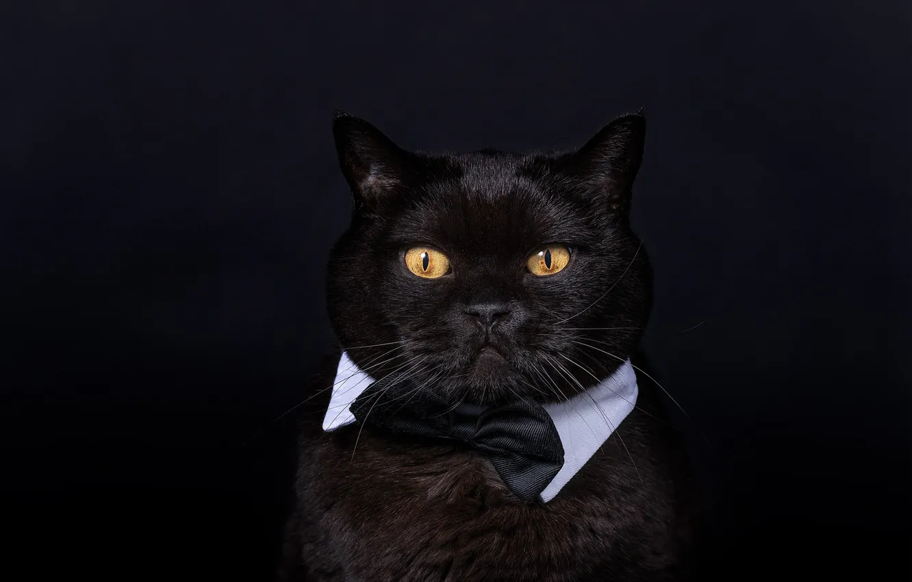 Фото обои кошка, кот, взгляд, поза, черный, портрет, черный фон, мордашка