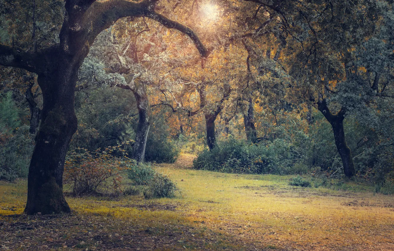 Фото обои осень, лес, поляна