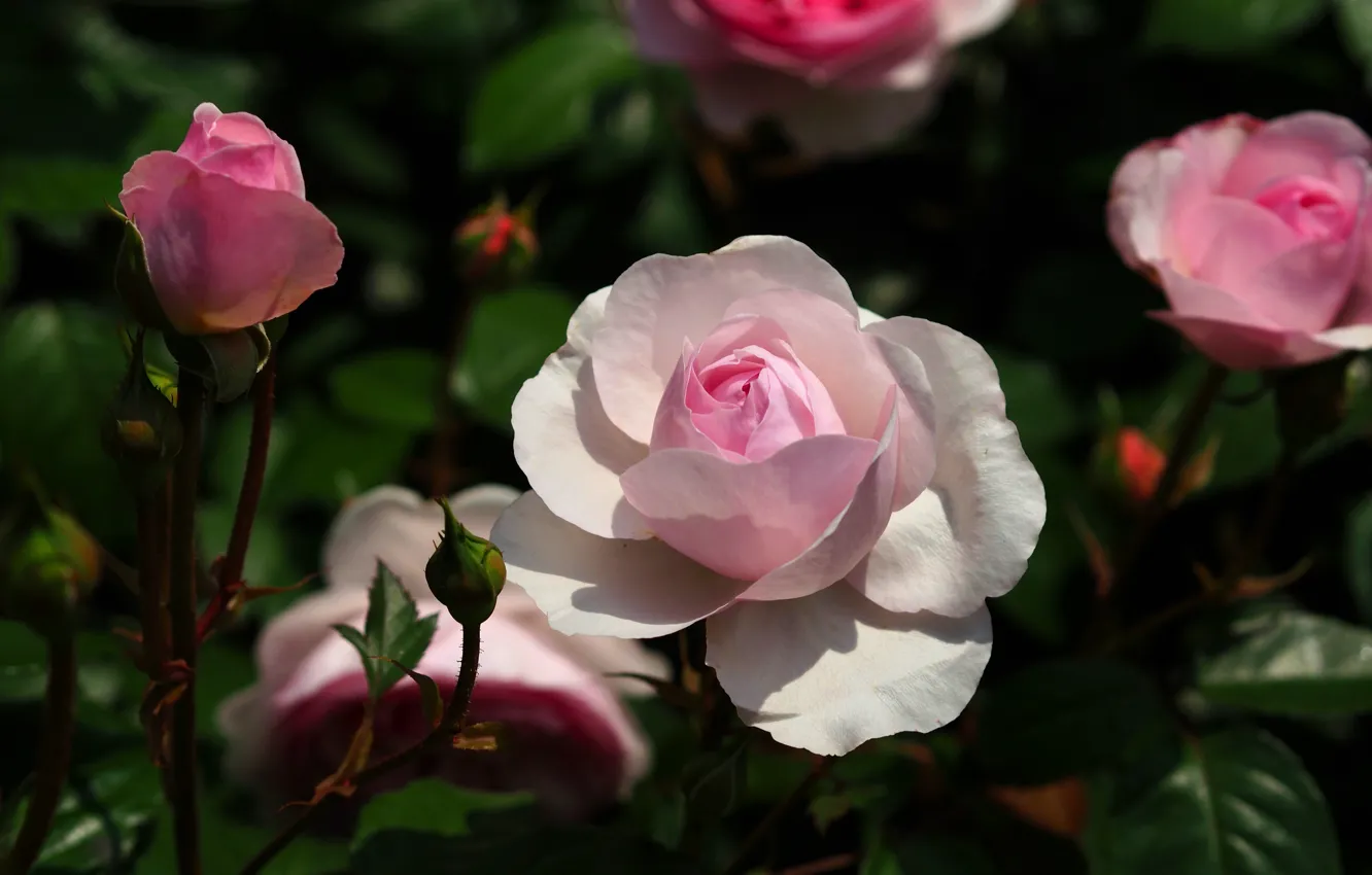 Фото обои цветок, листья, темный фон, розовая, роза, сад, бутон, белая