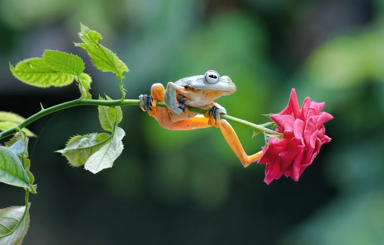 Фото обои цветок, роза, лягушка, стебель
