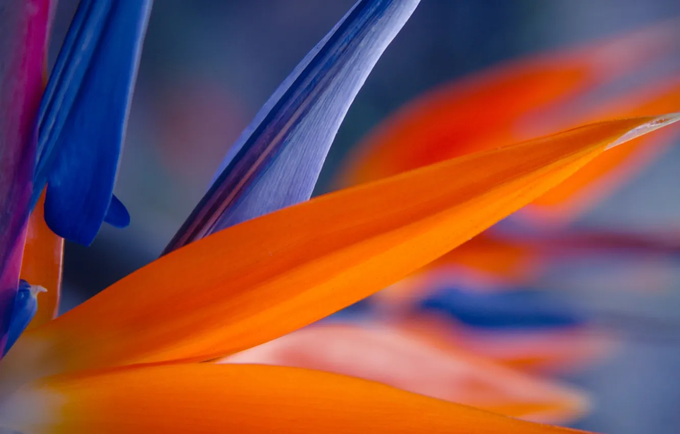 Фото обои цветок, макро, оранжевый