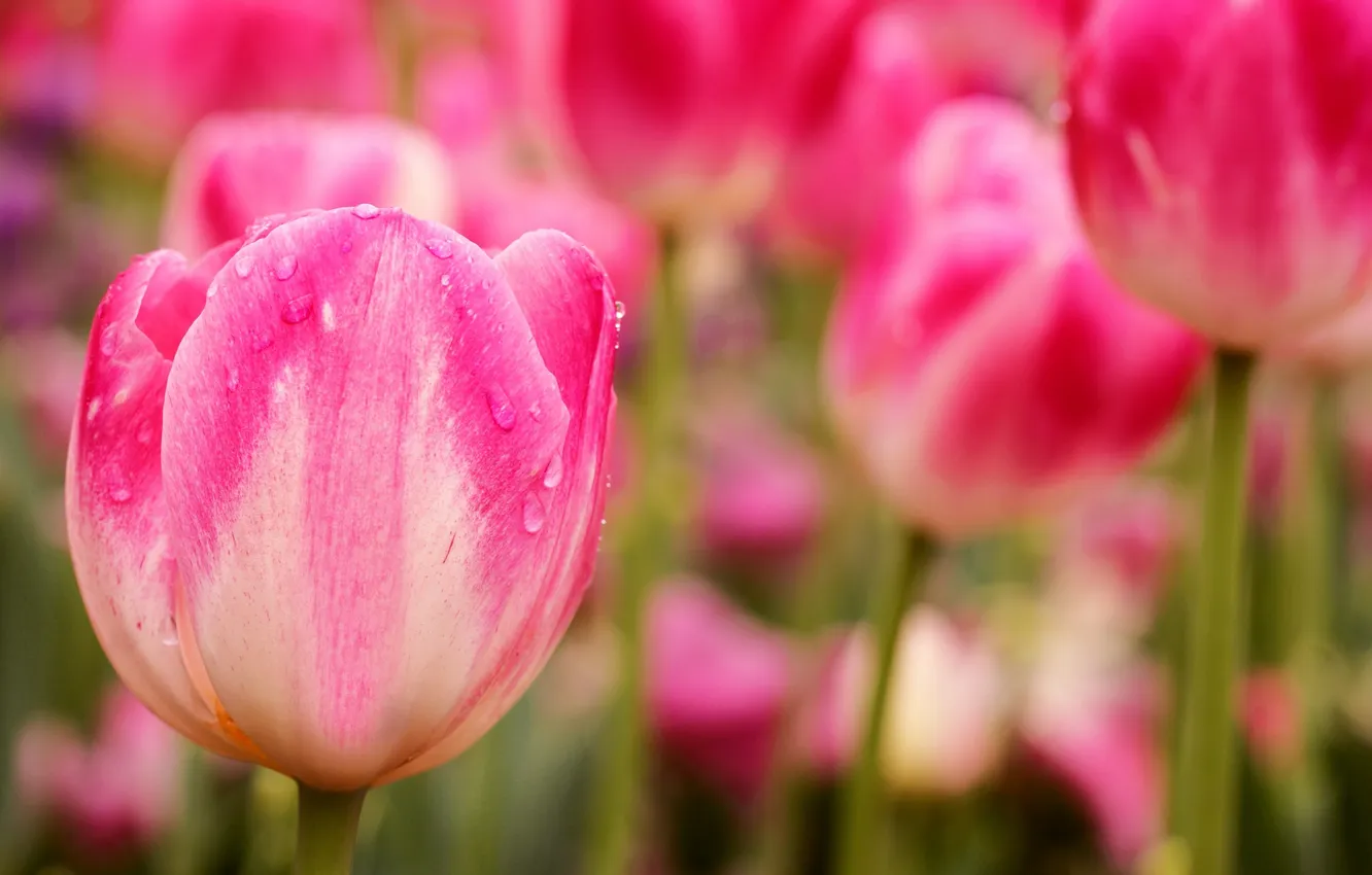 Фото обои капли, цветы, природа, роса, весна, тюльпаны, розовые
