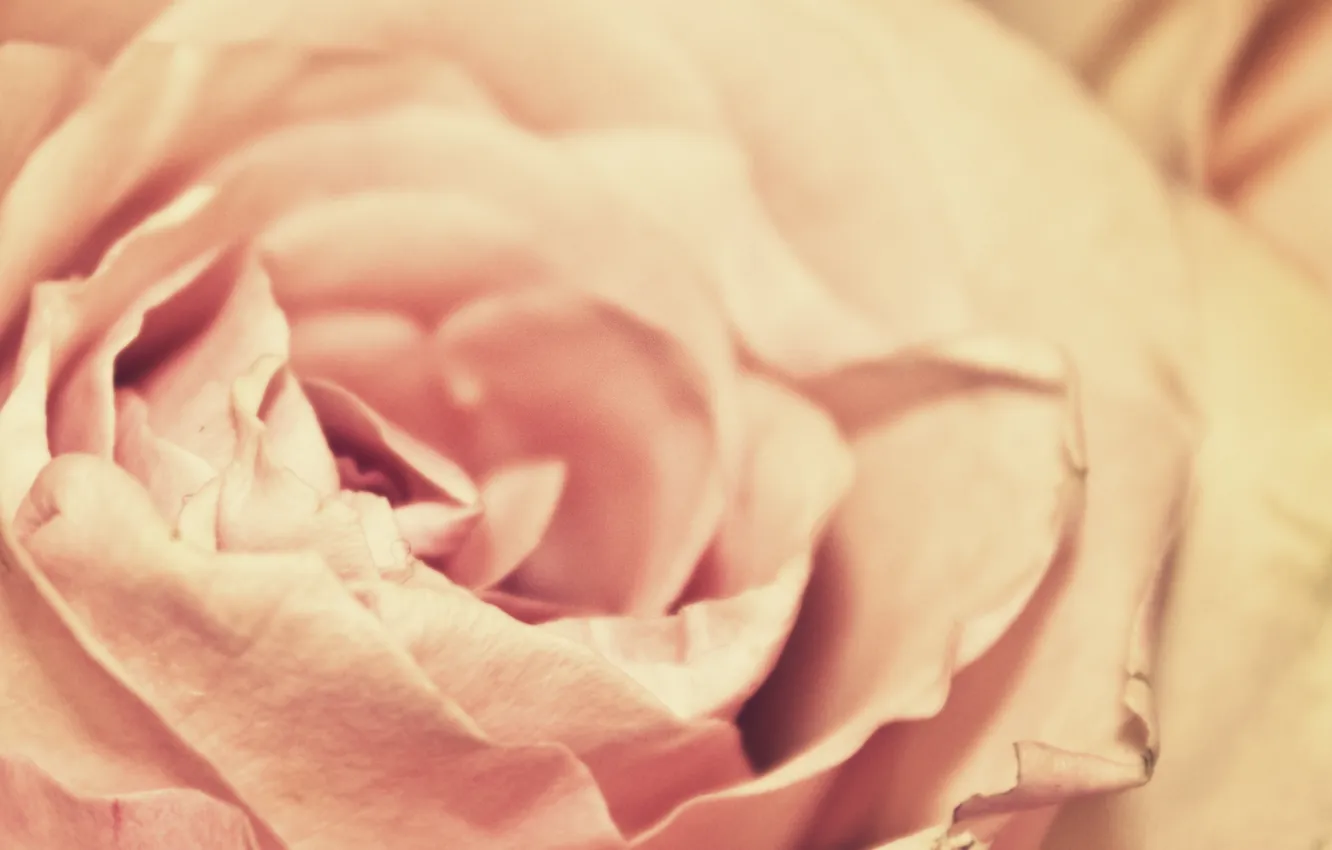 Фото обои цветок, макро, роза, лепестки, бутон, macro