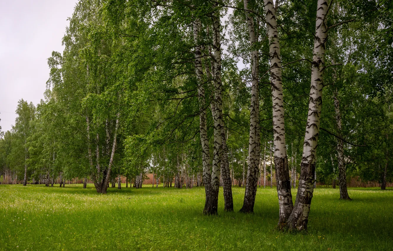 Картинки березовый лес летом