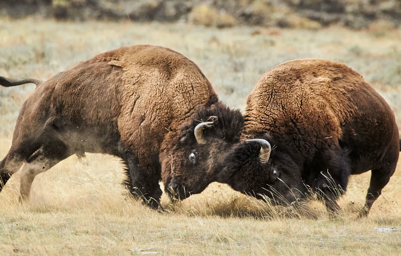 Фото обои animals, montana, bison batle