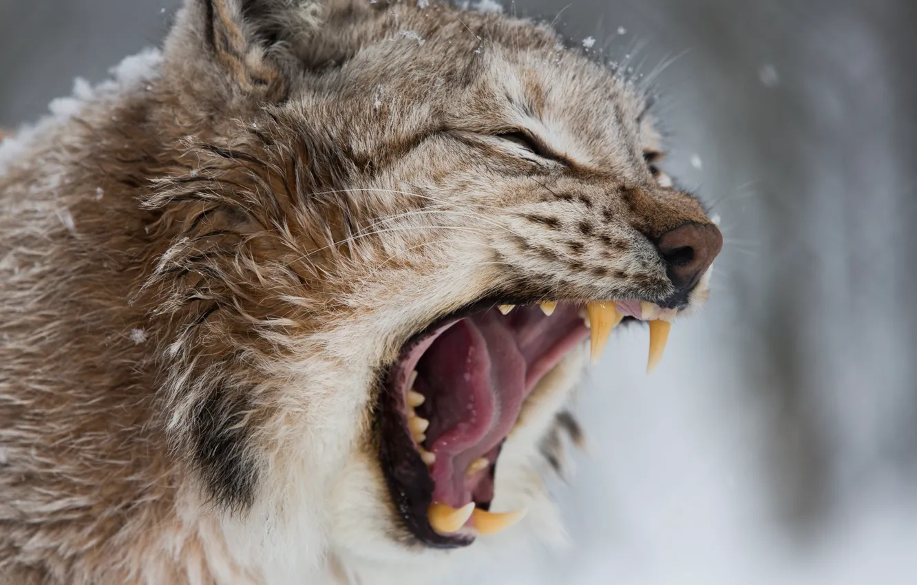 Фото обои snow, lynx, feline