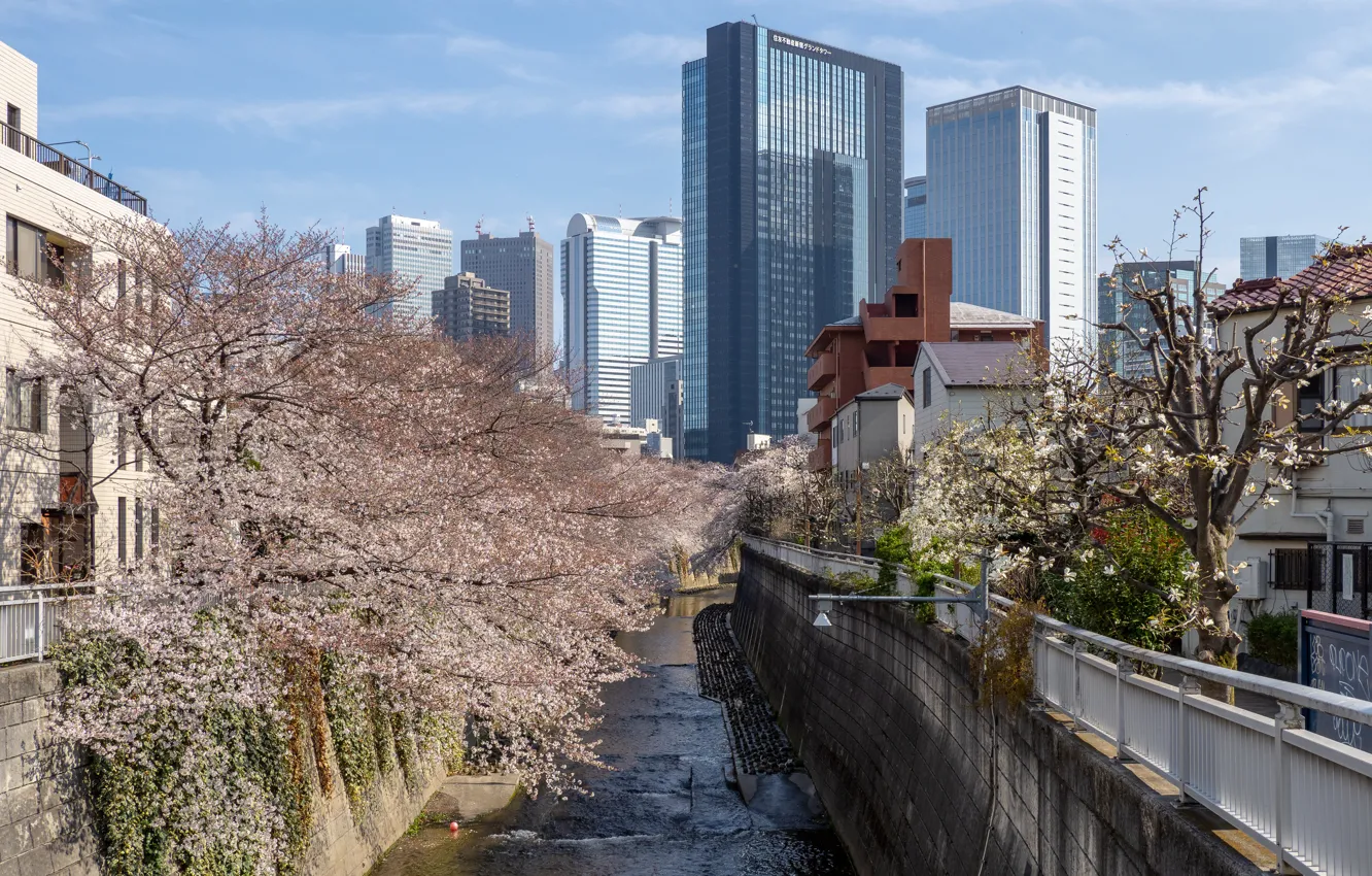 Фото обои Дома, Город, Весна, Река, Сакура, Япония, Канал, Здания