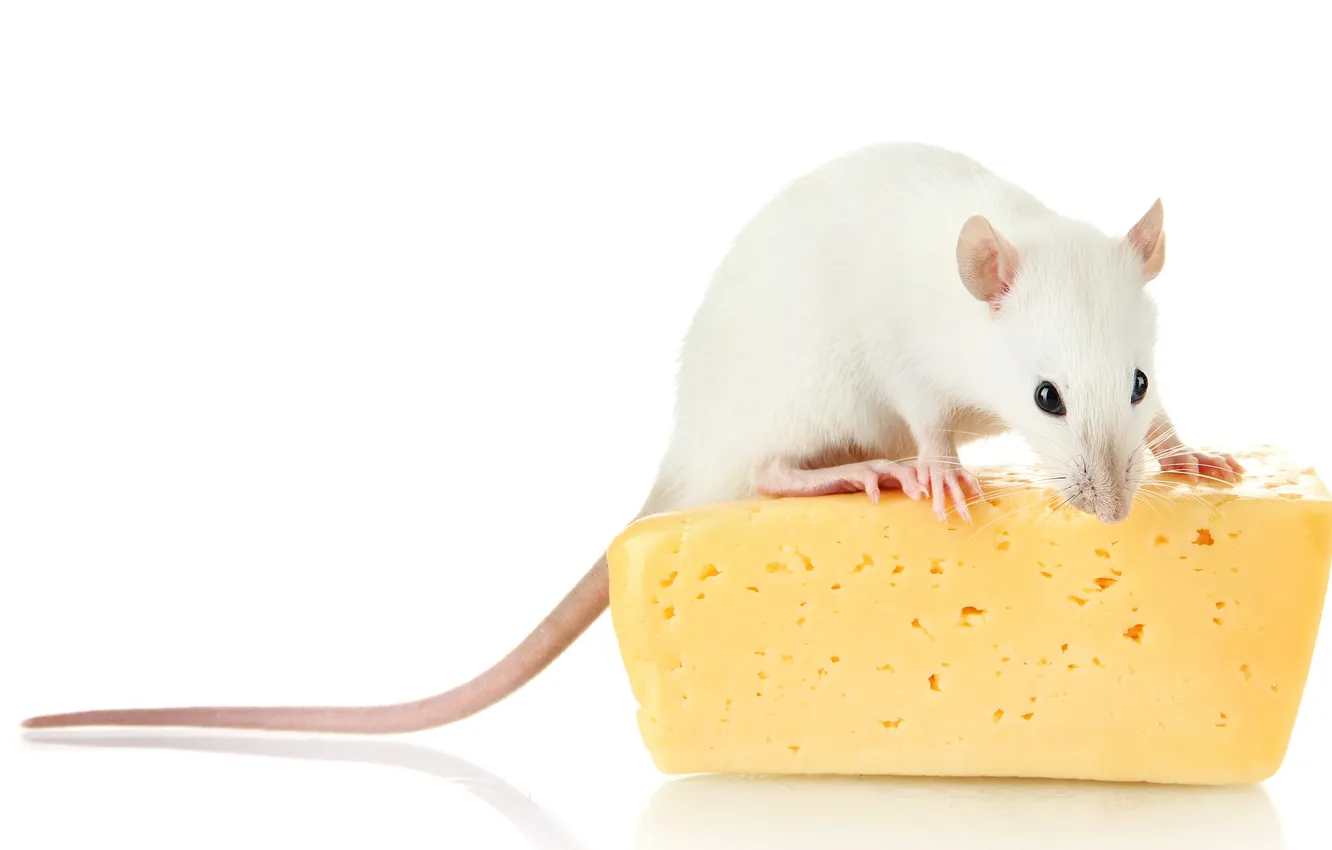 Фото обои photo, one, shot, pet, rat, mouse, nose, mammal