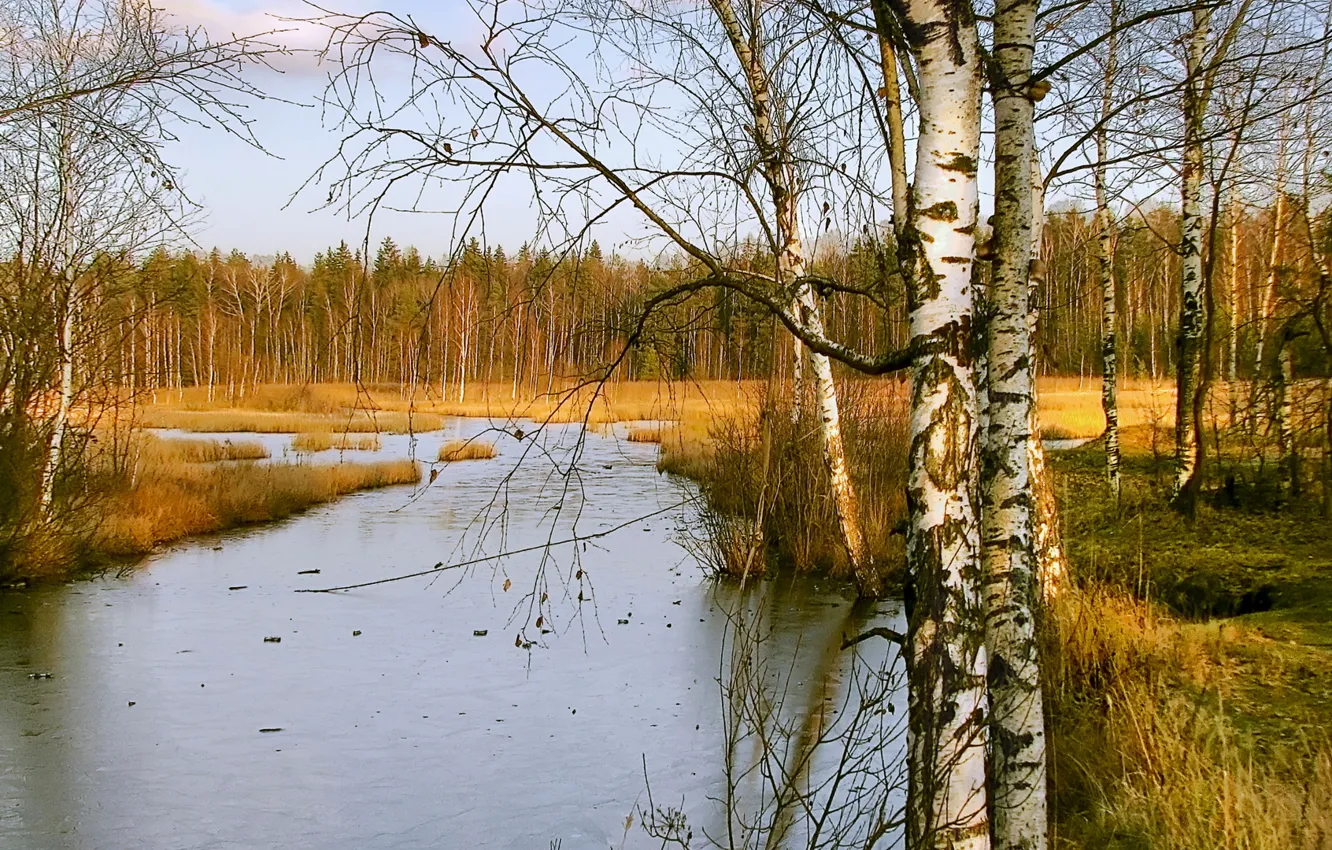 Фото обои лед, осень, лес, небо, деревья, река, ручей, береза