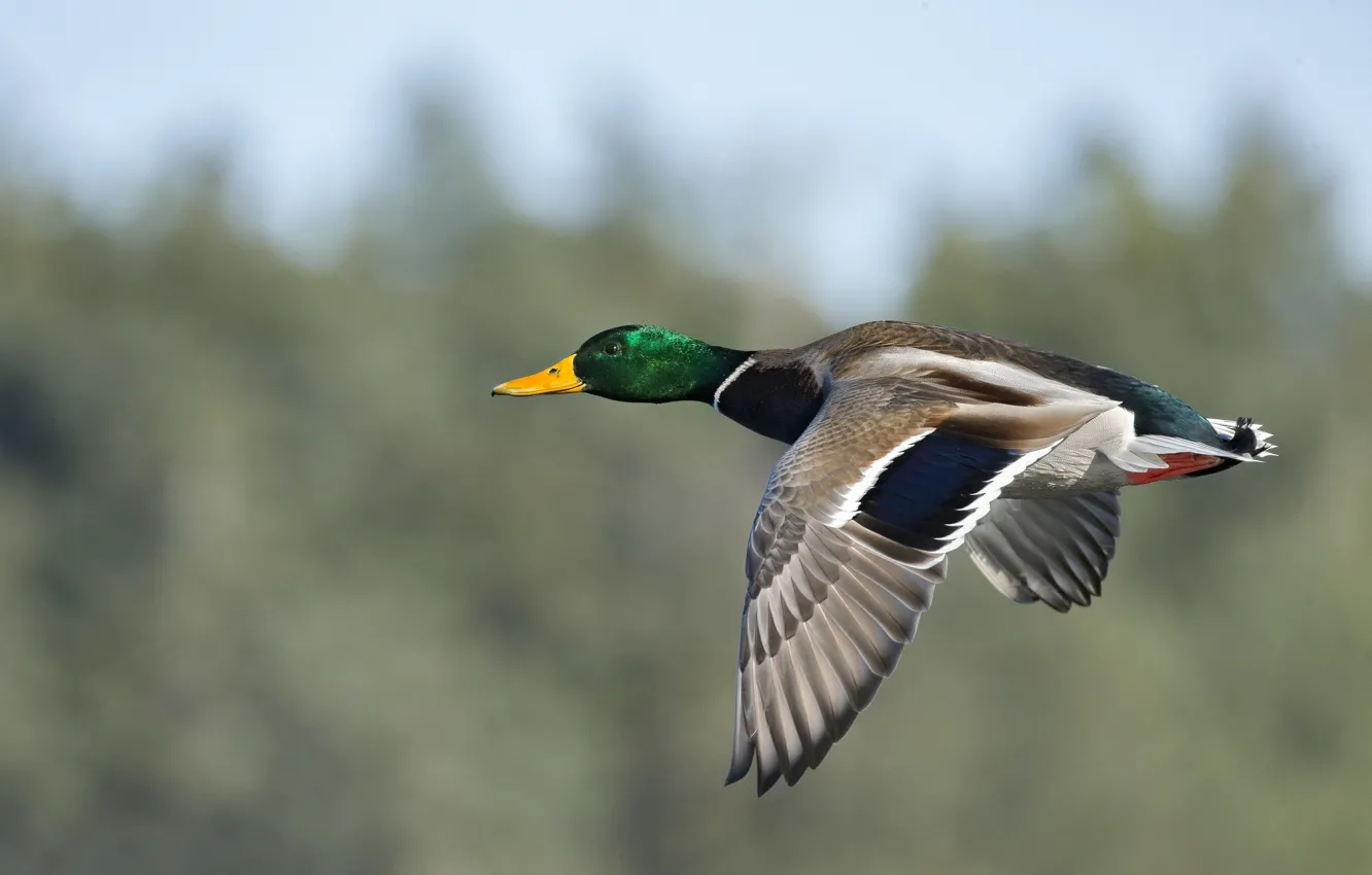Фото обои полет, птица, утки, боке, селезень