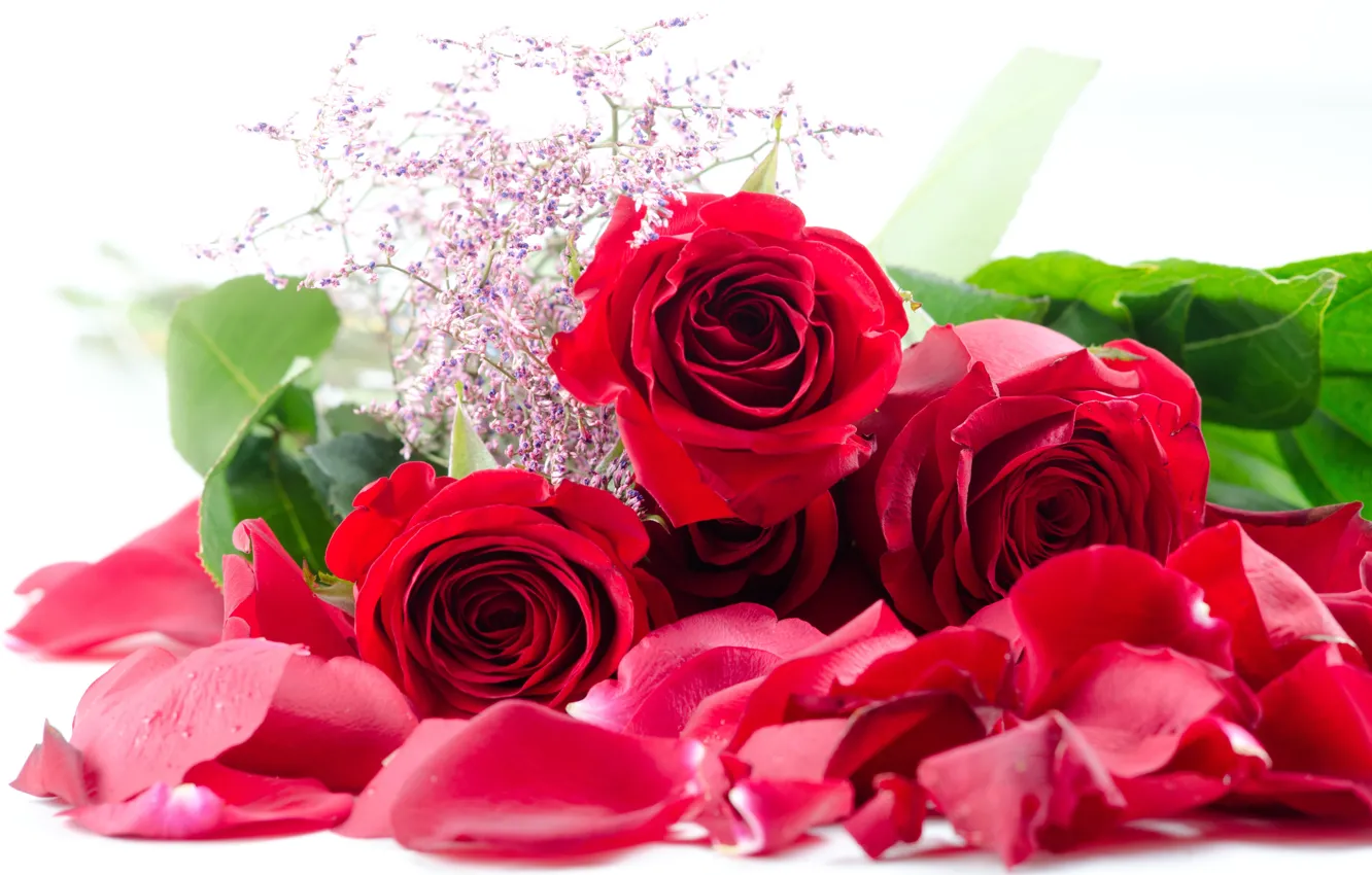 Фото обои цветы, букет, лепестки, Розы