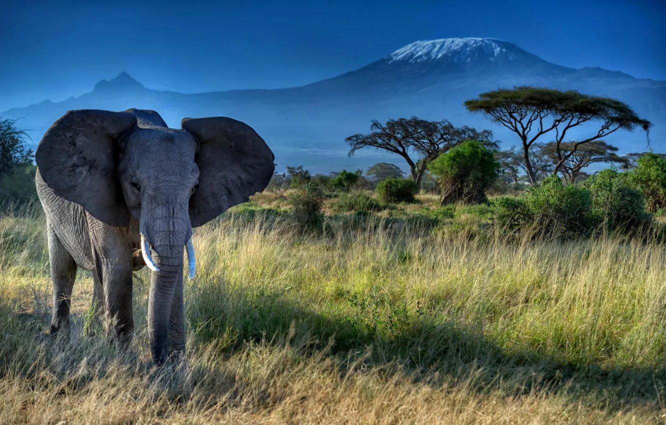 Фото обои трава, деревья, природа, животное, Африка, Слон, уши, бивни