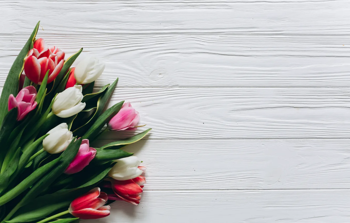 Фото обои цветы, фон, букет, весна, Тюльпаны