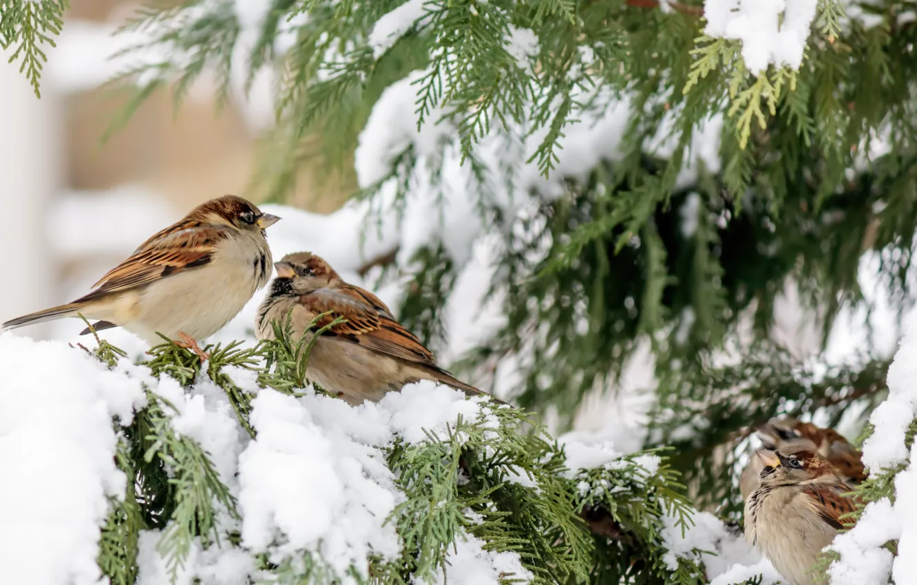 Фото обои зима, снег, птицы, ветки, елка, winter, snow, birds