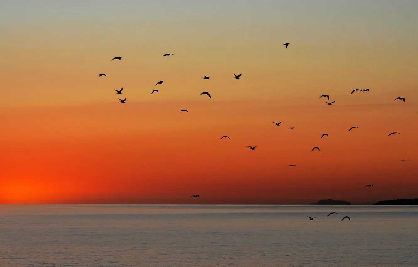 Фото обои полет, закат, чайки, горизонт, оранжевое небо, над морем
