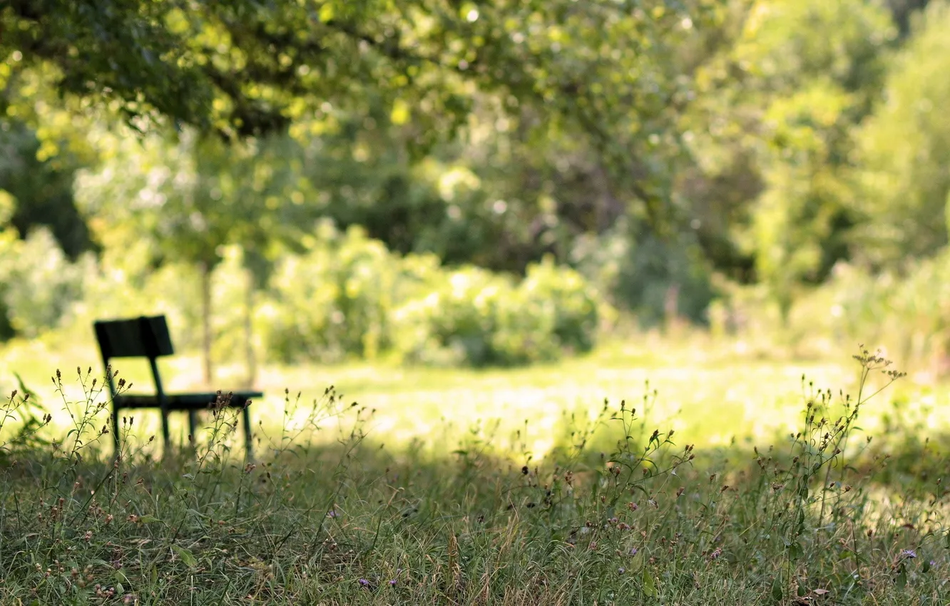 Фото обои лето, природа, waiting for me