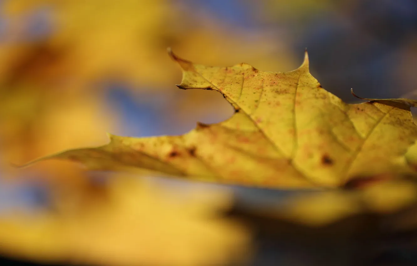 Фото обои осень, макро, желтый, природа, лист, клен