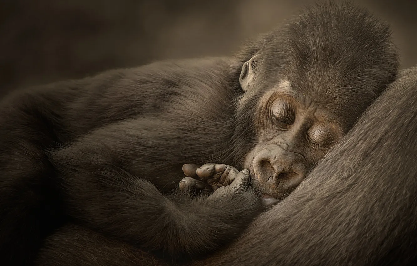 Фото обои обезьяна, горилла, детеныш, обезьянка, горилка