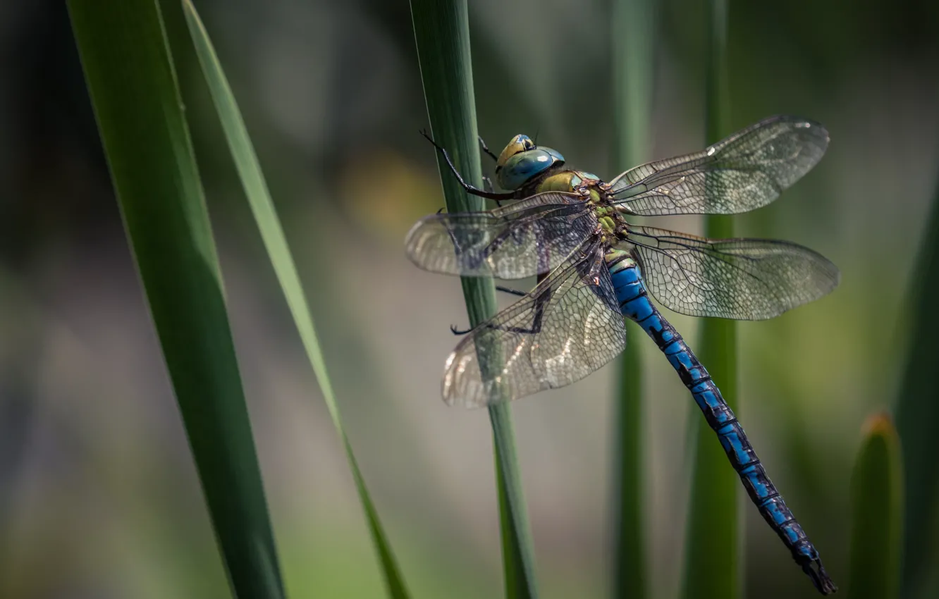 Фото обои стрекоза, насекомое, dragonfly