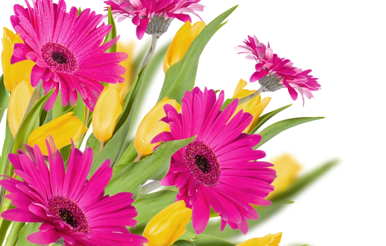 Фото обои капли, тюльпаны, розовые, герберы, pink, tulips, gerberas