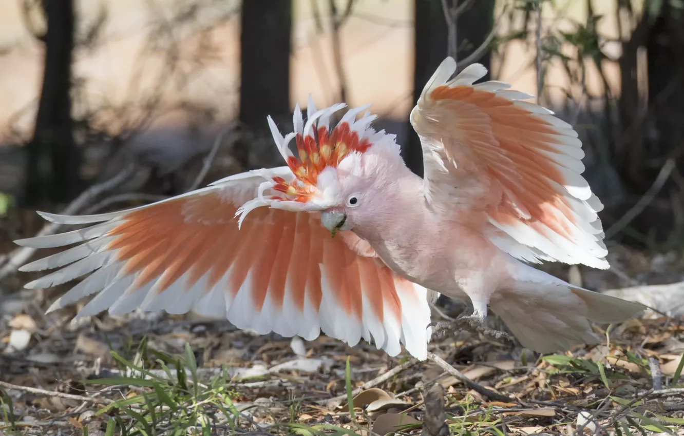 Фото обои птица, крылья, попугай, пустынный какаду, какаду майора Митчелла, Какаду-инка