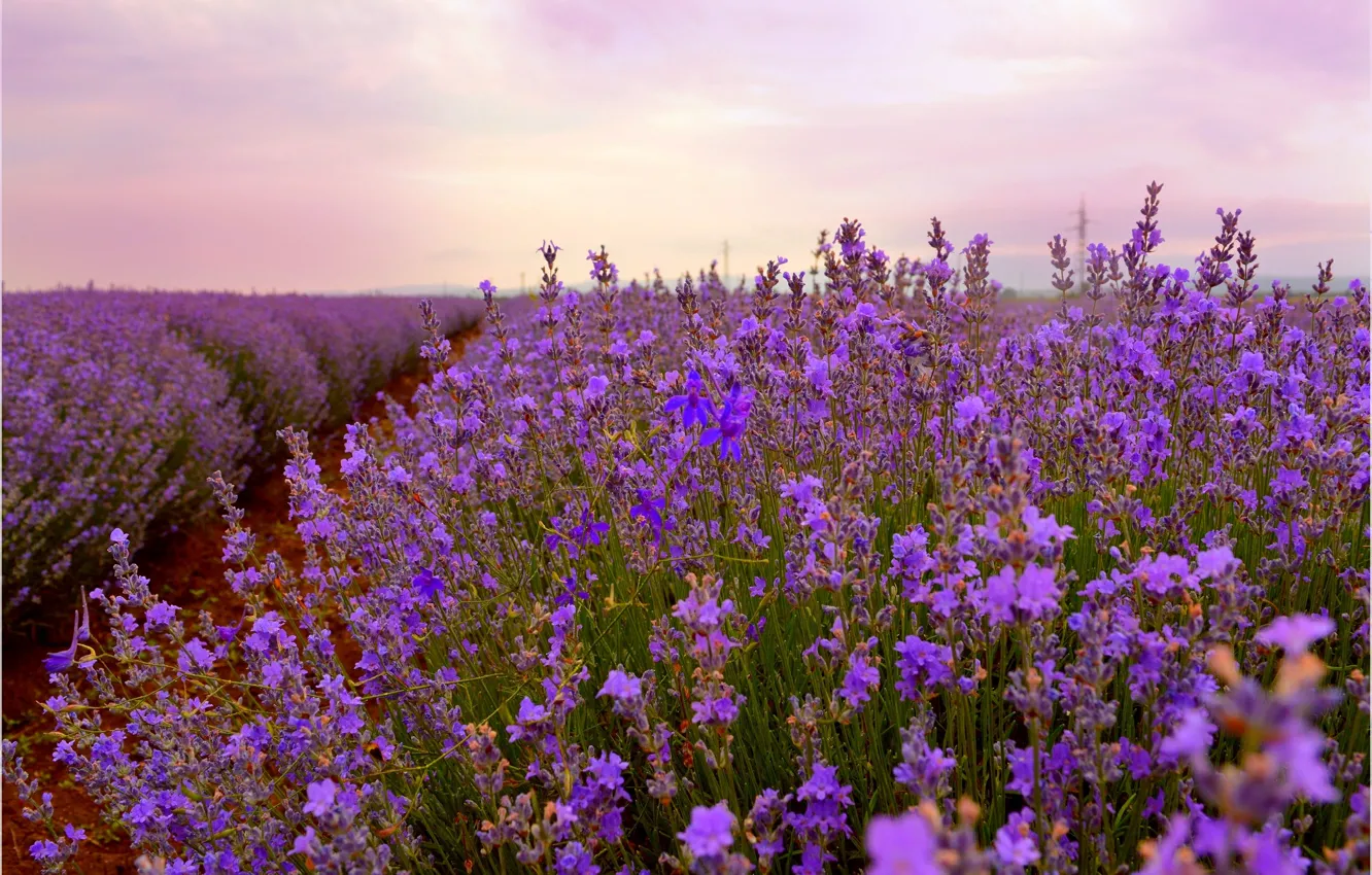 Фото обои Лаванда, Lavender, Field, Лавандовое поле
